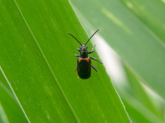 Neolema dorsalis orbignyi