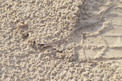 Psomophis genimaculatus