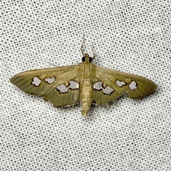 Omiodes odontosticta