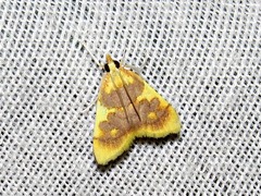 Sameodesma xanthocraspia
