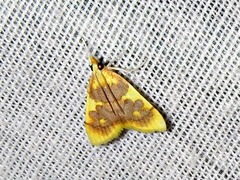 Sameodesma xanthocraspia