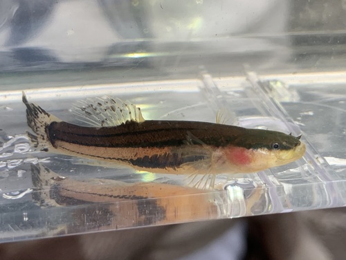 Swampfish (Chologaster cornuta) — Amblyopsidae — 5
