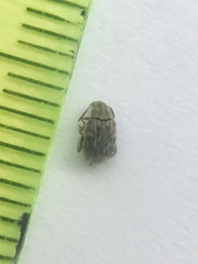 Acanthoscelides obtectus