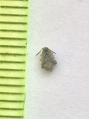 Acanthoscelides obtectus