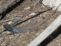 Gallotia galloti galloti