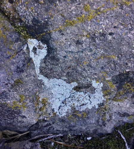 iNaturalist observation photo of Fungi Including Lichens