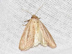 Aspidifrontia rufescens