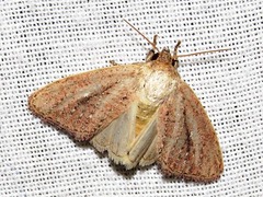 Aspidifrontia rufescens