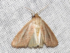 Aspidifrontia rufescens