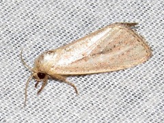 Aspidifrontia rufescens