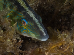 Blue Weed-Whiting photo 5