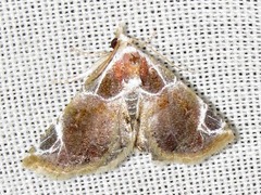Eublemma costimacula