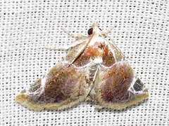Eublemma costimacula