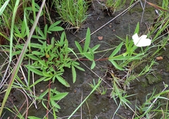 Hibiscus articulatus