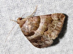 Dysgonia angularis