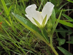 Hibiscus articulatus