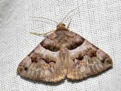Dysgonia angularis