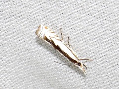 Crambus attis