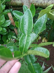 Citrus hystrix