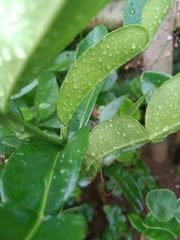 Citrus hystrix
