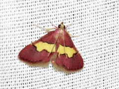 Bostra xanthorhodalis