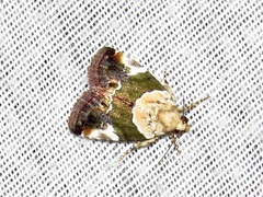 Hypercodia wheeleri