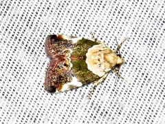 Hypercodia wheeleri
