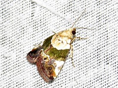 Hypercodia wheeleri