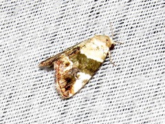 Hypercodia wheeleri