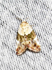 Hypercodia wheeleri