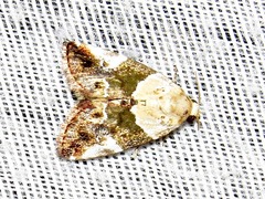 Hypercodia wheeleri