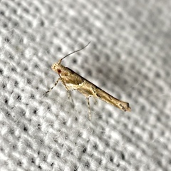 Pyroderces terminella