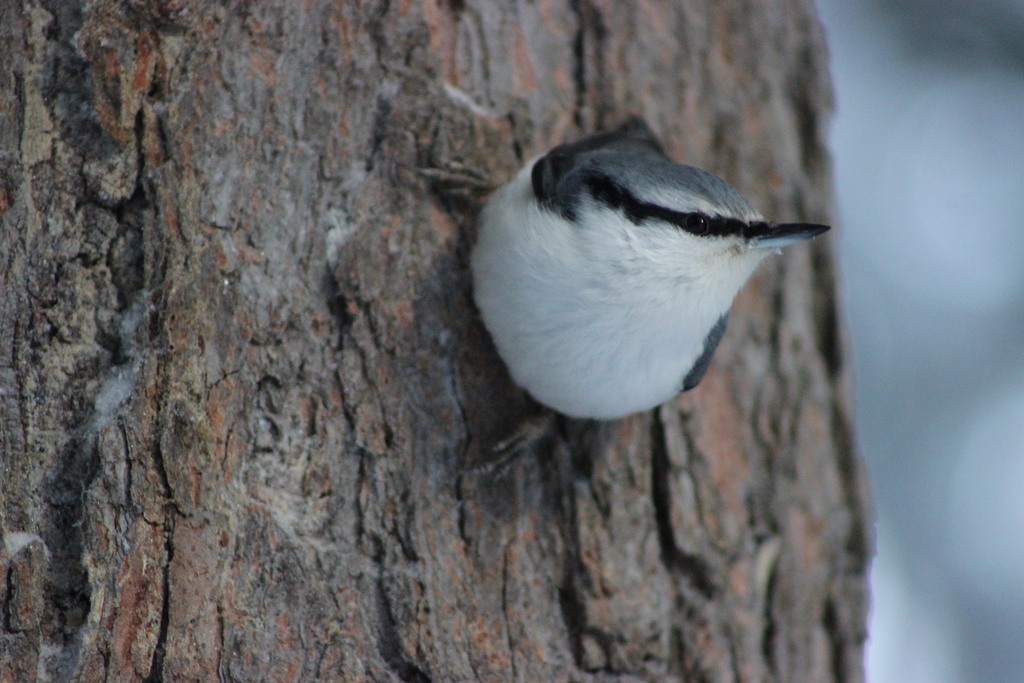 Siberian Nuthatch