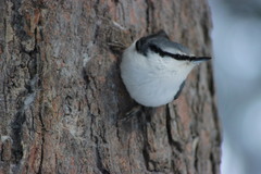 Sitta europaea asiatica