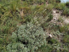 Artemisia frigida