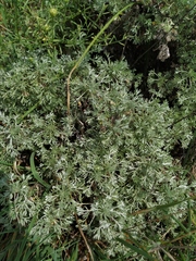 Artemisia frigida