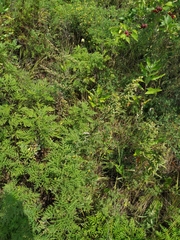 Artemisia gmelinii