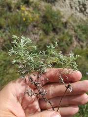Artemisia frigida