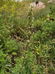 Artemisia gmelinii