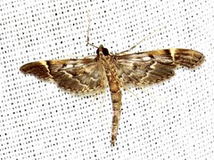 Duponchelia lanceolalis