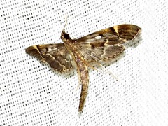 Duponchelia lanceolalis