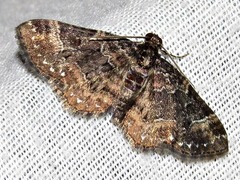 Melanthia ustiplaga