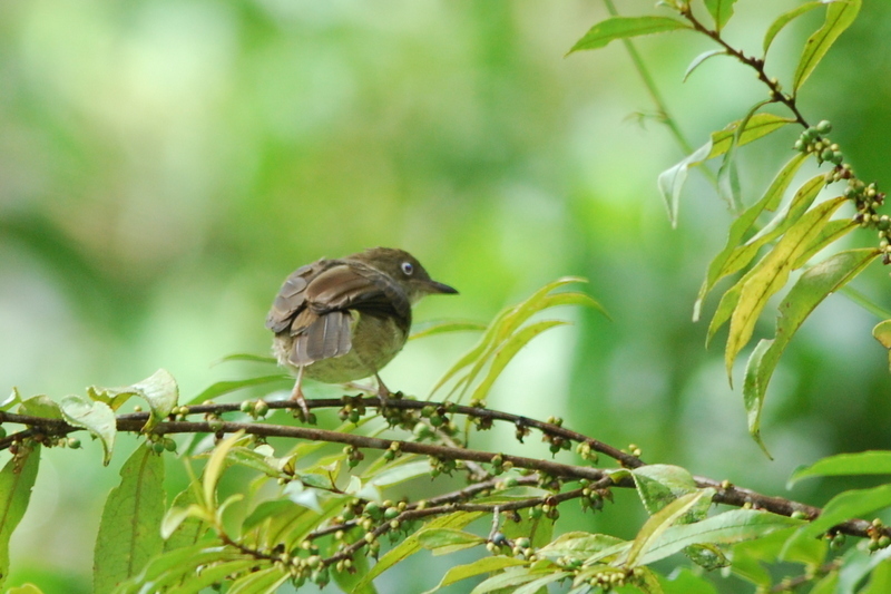 Cream-vented Bulbul (Birds of Singapore) · iNaturalist