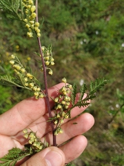 Artemisia gmelinii