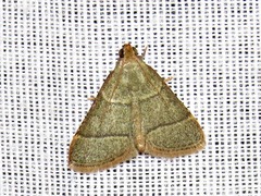 Hypsopygia nostralis