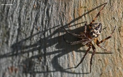 Larinioides suspicax