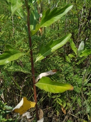 Cirsium arvense