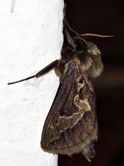 Eudalaca homoterma