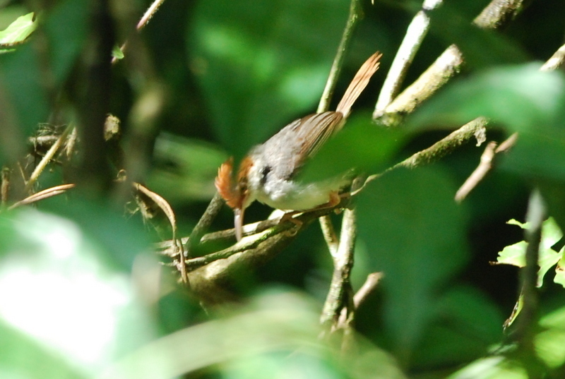 Rufous-tailed Tailorbird (Birds of Singapore) · iNaturalist