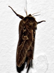 Eudalaca homoterma